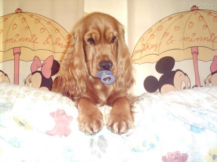 Cachorro 3.jpg